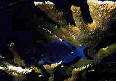 Picture of a Blue Tang