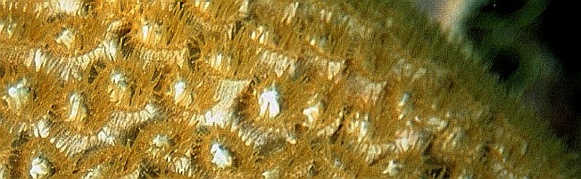 Florida Keys Mayor Wilhelmina Harvey awards DeeVon and Craig Quirolo Conch Award in 1987