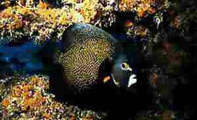 FRENCH ANGELFISH PHOTOGRAPH