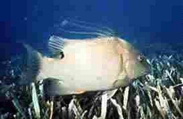 Picture of Hogfish