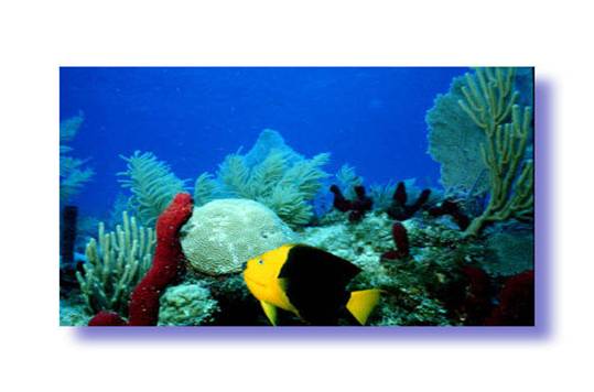 Craig and DeeVon Quirolo, Founders of Reef Relief 