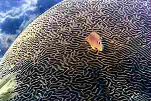 Craig Quirolo receives a personal Point of Light Award from President H.W. Bush in 1990