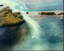 Propellor rutts are torn in our seagrass by boats. 