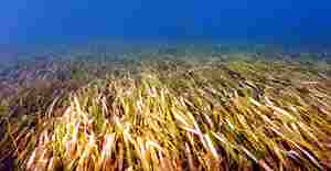 Paul G. Johnson and Dorothy Lee Witwer (president and vice president of Reef Relief) with the Quieros' present trophies of appreciation at the Annual Membership Meeting 2009. Location: Casa Marina Resort in Key West, Florida. 
