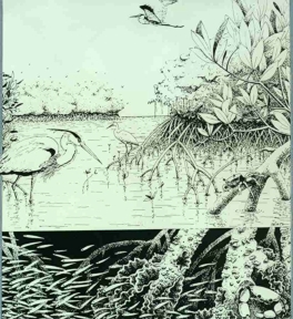 Mangroves are a community of tropical trees and shrubs adapted to living in salt water.