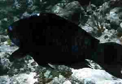 Image of a Midnight Parrotfish