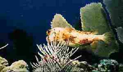 Picture of Porcupinefish