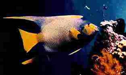 Queen Angelfish picture