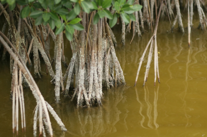 RED MANGROVES (Rhizophora mangle)