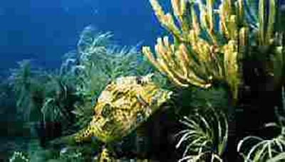 Photo of Scrawled Cowfish