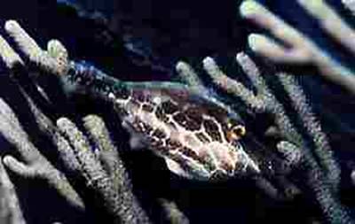 Scrawled File Fish image