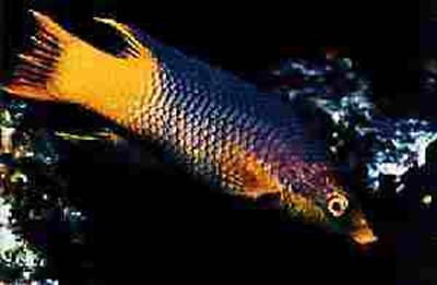 Spanish Hogfish image