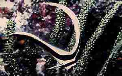 Photo of Spotted Drum Fish