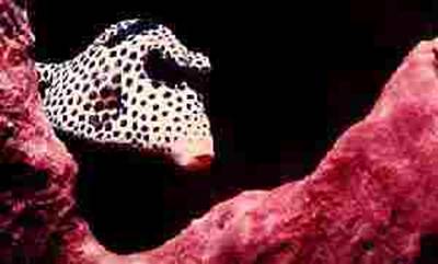 Spotted Trunkfish picture