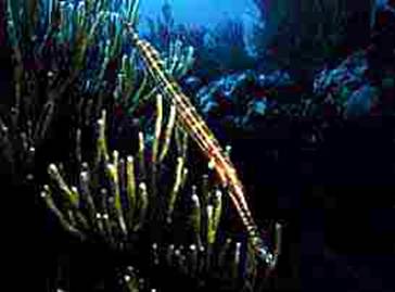 Trumpetfish photo